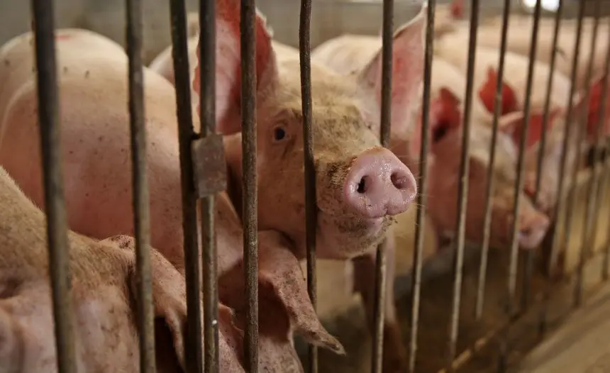 Pigs in a cage. Image: courtesy (WAP).