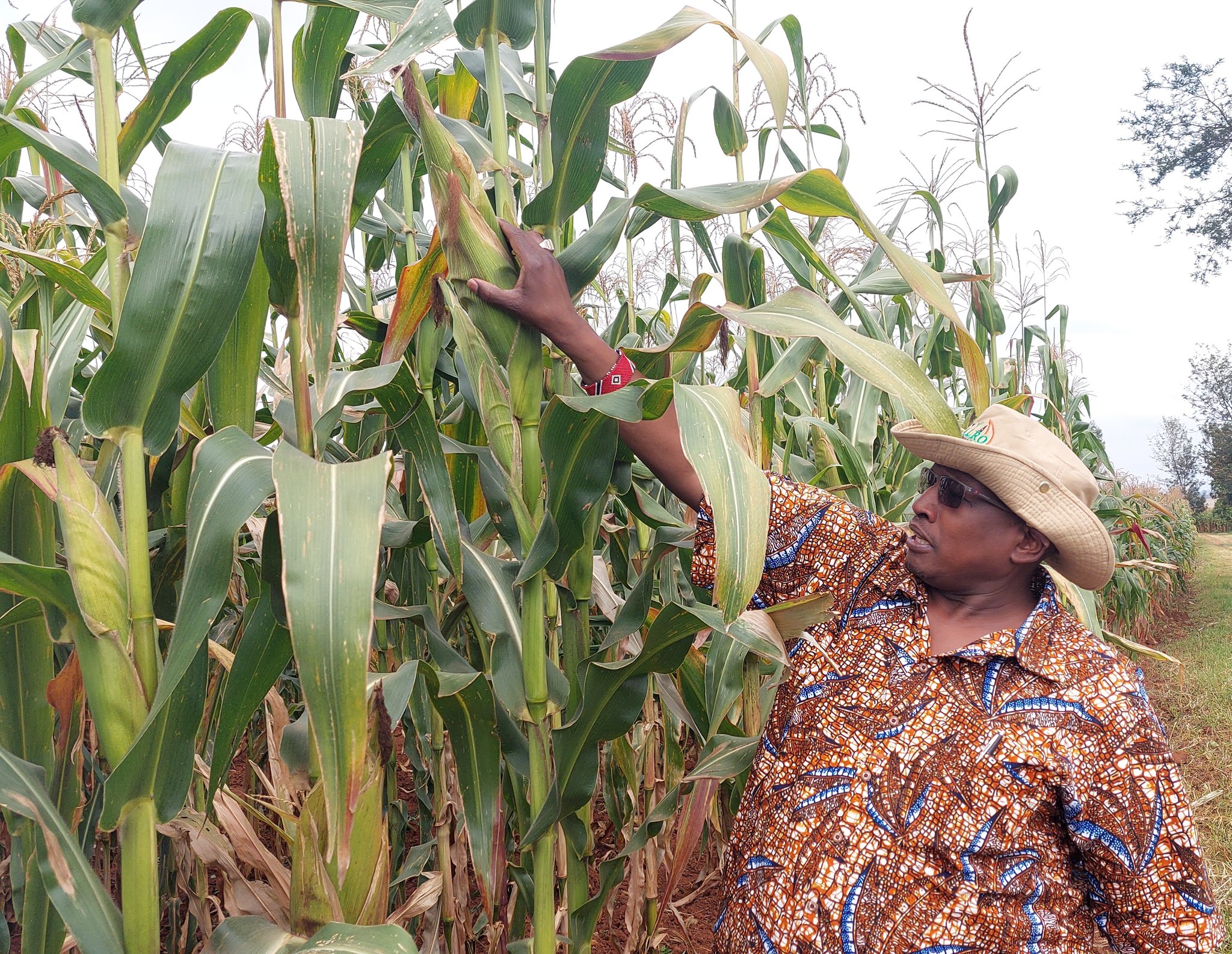 Dr Eliud Kireger at the Kalro demo farm in Kitale. (Photo:BDA).